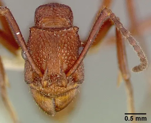 Rhytidoponera aurata specimen