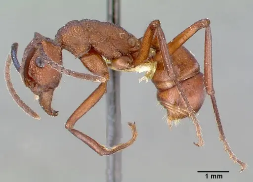 Rhytidoponera aurata specimen