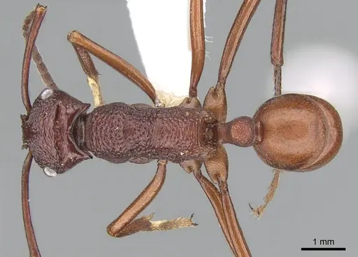 Rhytidoponera aurata - CASENT0281276