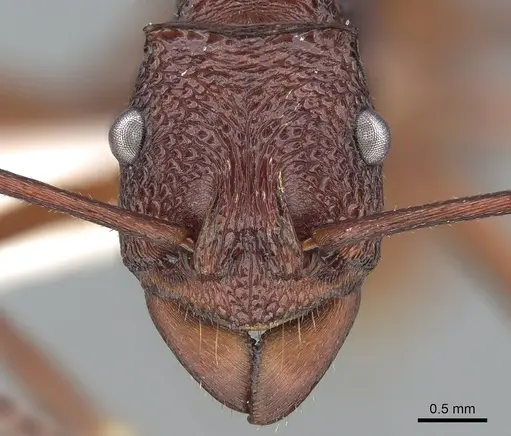 Rhytidoponera aurata - CASENT0281276