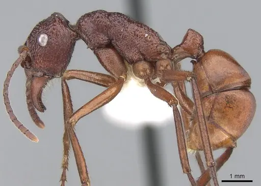 Rhytidoponera aurata - CASENT0281276