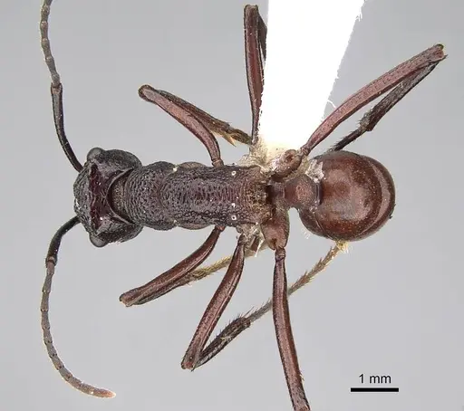 Rhytidoponera aurata - CASENT0746785