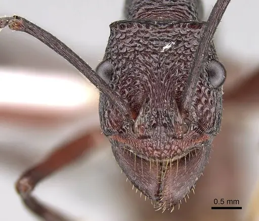 Rhytidoponera aurata - CASENT0746785