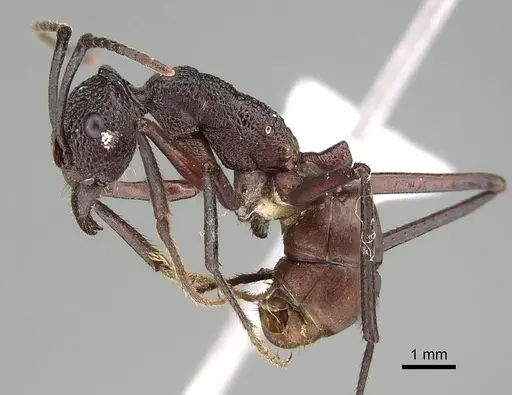 Rhytidoponera aurata - CASENT0746785