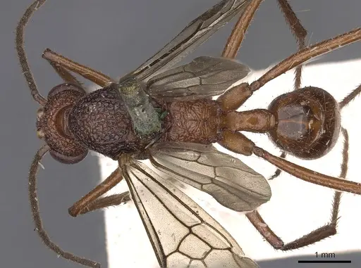 Rhytidoponera aurata - CASENT0900518