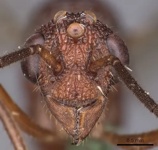 Rhytidoponera aurata - CASENT0900518