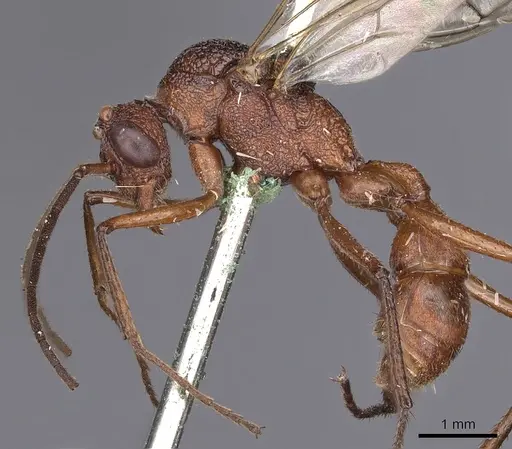 Rhytidoponera aurata - CASENT0900518