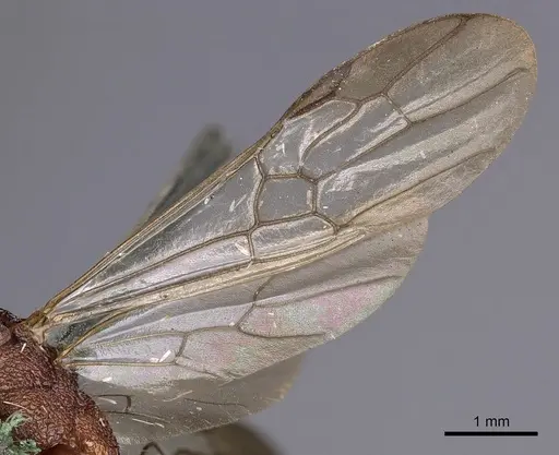 Rhytidoponera aurata - CASENT0900518