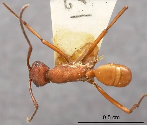 Rhytidoponera barnardi specimen