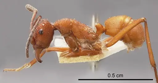 Rhytidoponera barnardi specimen