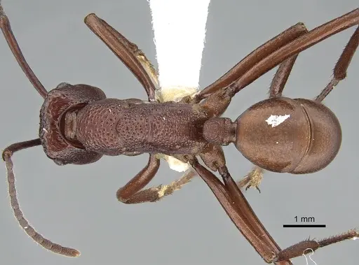 Rhytidoponera barnardi - CASENT0281281