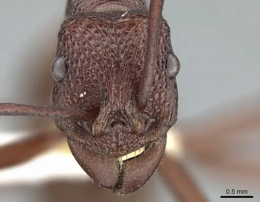 Rhytidoponera barnardi - CASENT0281281