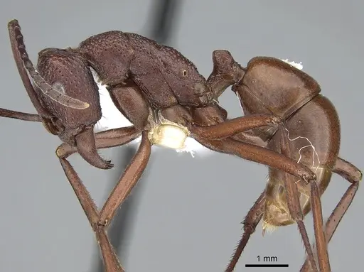 Rhytidoponera barnardi - CASENT0281281