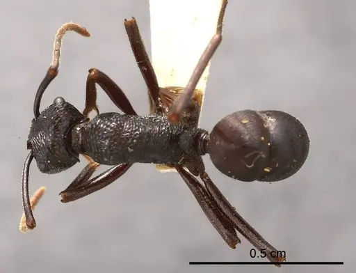 Rhytidoponera barretti specimen