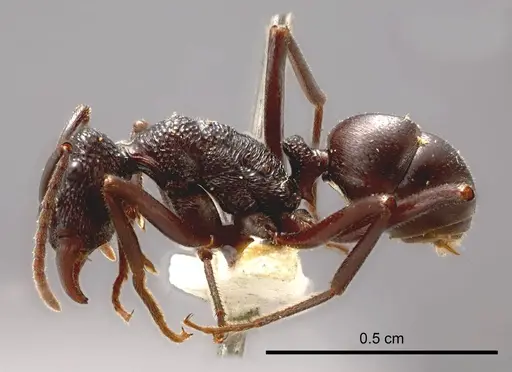 Rhytidoponera barretti specimen