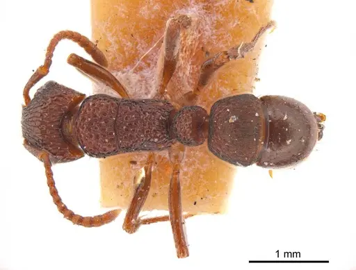 Rhytidoponera borealis specimen