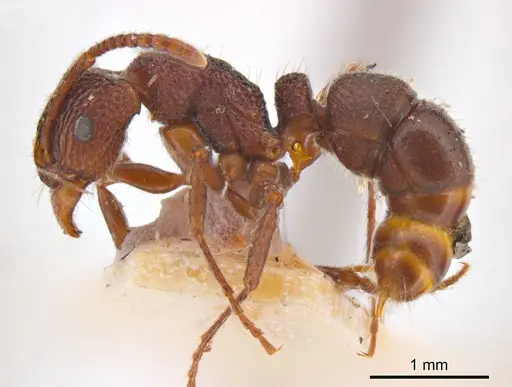 Rhytidoponera borealis specimen