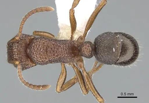 Rhytidoponera borealis - CASENT0281258