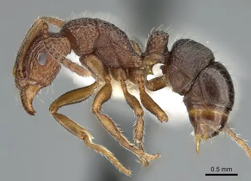 Rhytidoponera borealis - CASENT0281258