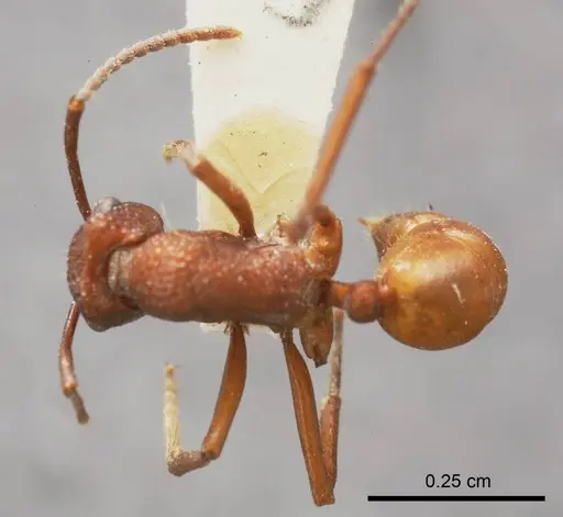 Rhytidoponera castanea specimen