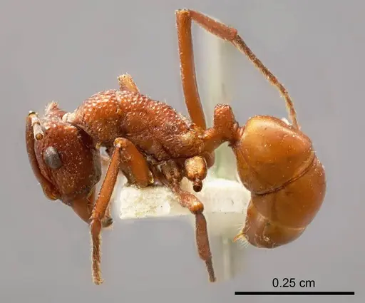 Rhytidoponera castanea specimen