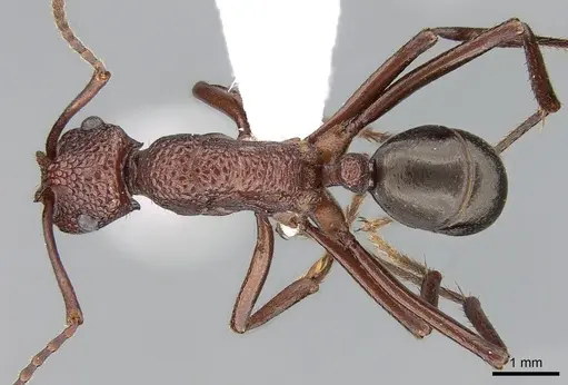 Rhytidoponera castanea - CASENT0281279