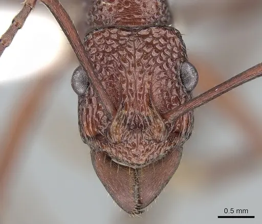 Rhytidoponera castanea - CASENT0281279
