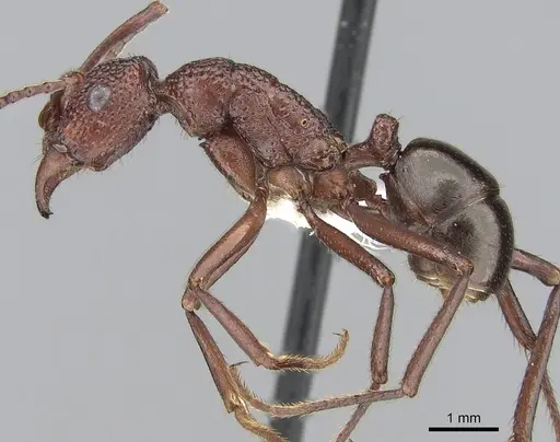 Rhytidoponera castanea - CASENT0281279