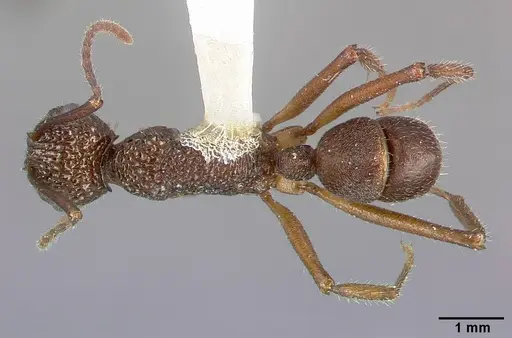 Rhytidoponera celtinodis specimen