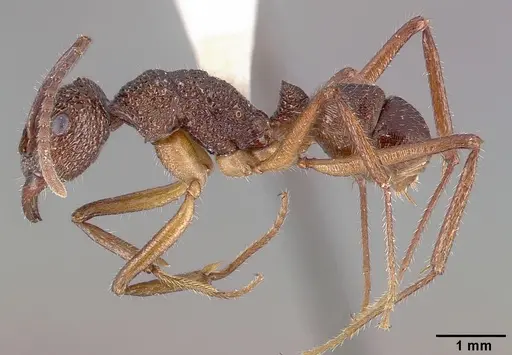 Rhytidoponera celtinodis specimen