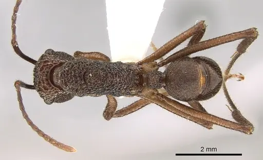 Rhytidoponera celtinodis - CASENT0281335