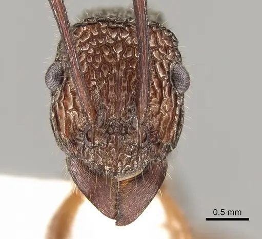 Rhytidoponera celtinodis - CASENT0281335