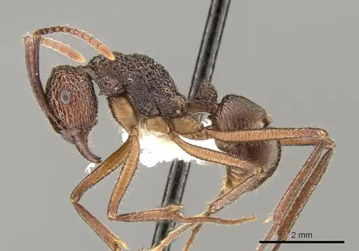 Rhytidoponera celtinodis - CASENT0281335