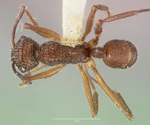 Rhytidoponera celtinodis - CASTYPE06887