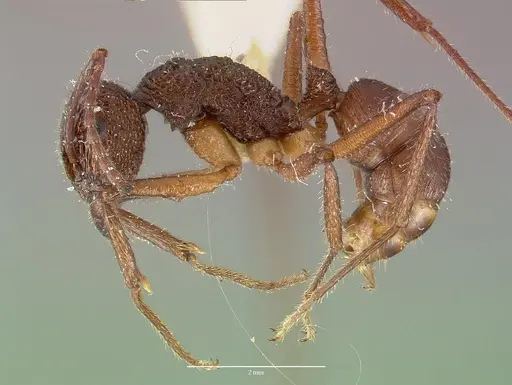 Rhytidoponera celtinodis - CASTYPE06887