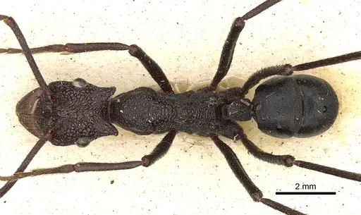 Rhytidoponera cerastes specimen