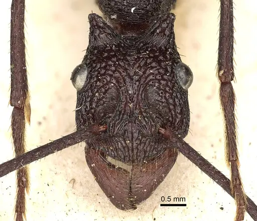 Rhytidoponera cerastes specimen