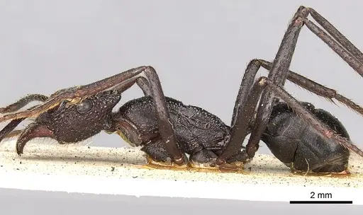 Rhytidoponera cerastes specimen