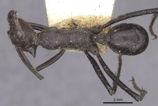 Rhytidoponera cerastes - CASENT0915133