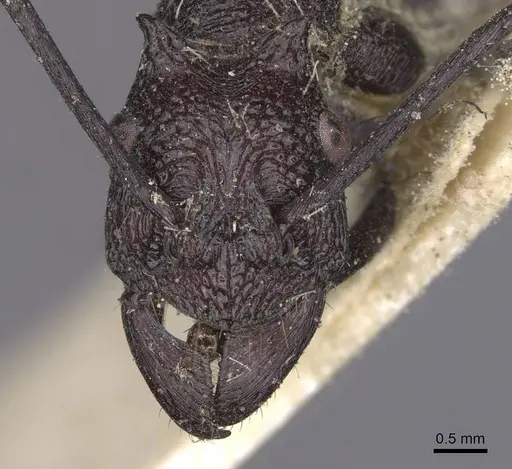 Rhytidoponera cerastes - CASENT0915133