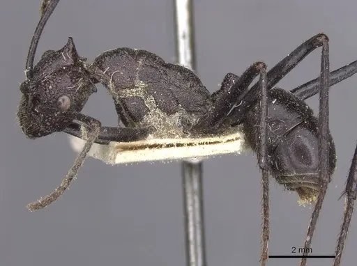 Rhytidoponera cerastes - CASENT0915133