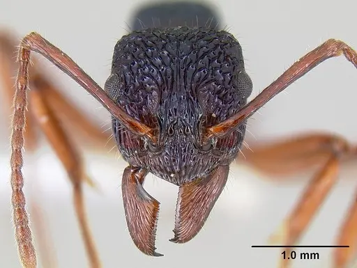 Rhytidoponera chalybaea specimen