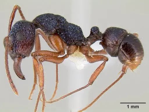 Rhytidoponera chalybaea specimen