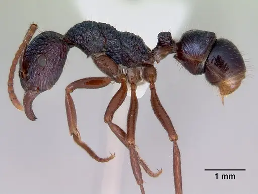 Rhytidoponera chalybaea - CASENT0172343