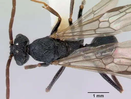 Rhytidoponera chalybaea - CASENT0172344