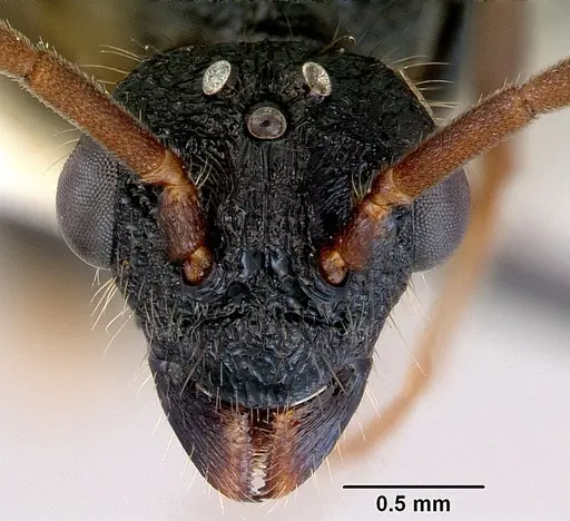 Rhytidoponera chalybaea - CASENT0172344