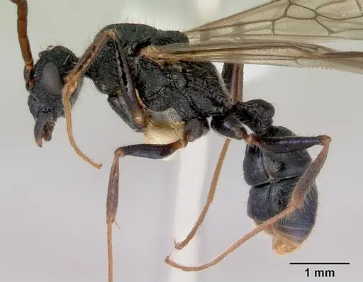 Rhytidoponera chalybaea - CASENT0172344