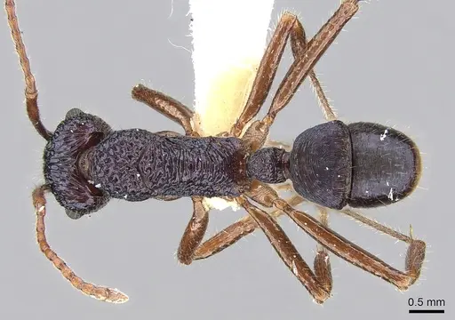 Rhytidoponera chalybaea - CASENT0281236