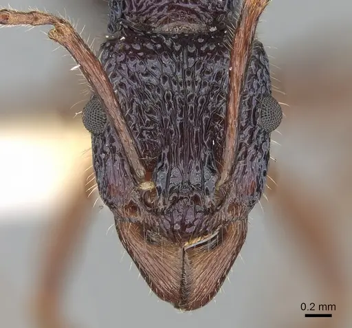 Rhytidoponera chalybaea - CASENT0281236