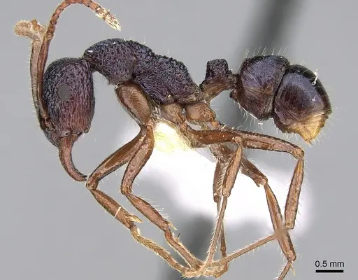 Rhytidoponera chalybaea - CASENT0281236